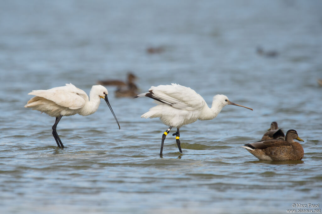 Eurasian Spoonbill, identification