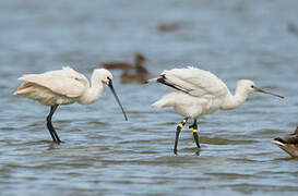 Eurasian Spoonbill