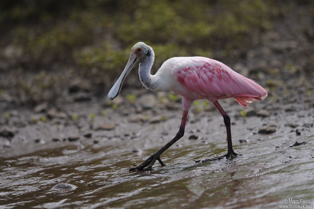 Roseate Spoonbilladult, identification, feeding habits, Behaviour