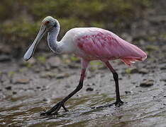 Roseate Spoonbill