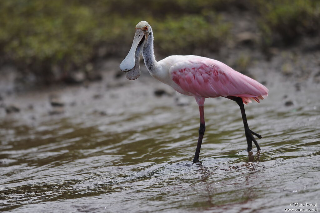 Roseate Spoonbilladult, identification, Behaviour