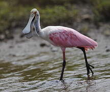 Roseate Spoonbill