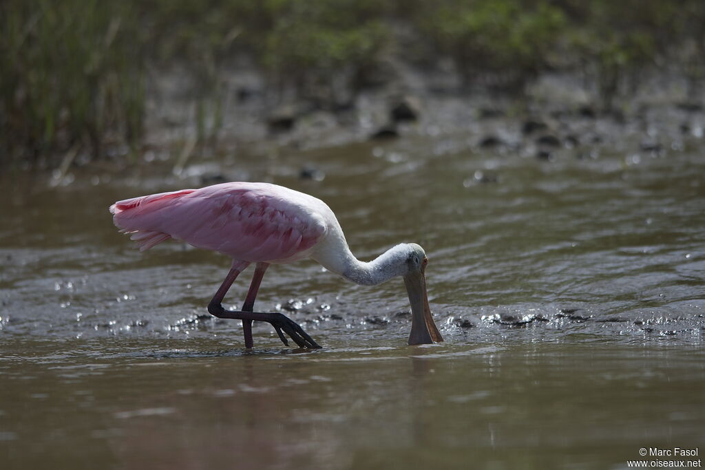 Roseate Spoonbilladult, feeding habits, Behaviour