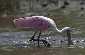 Roseate Spoonbill