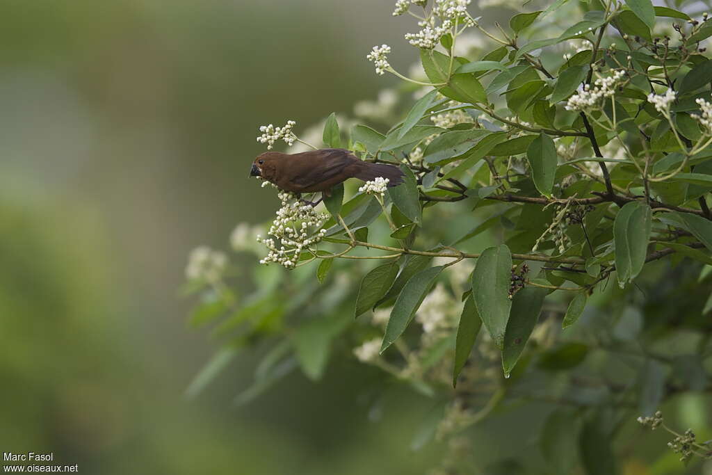 Thick-billed Seed Finch female adult, habitat, pigmentation, feeding habits