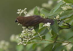 Thick-billed Seed Finch