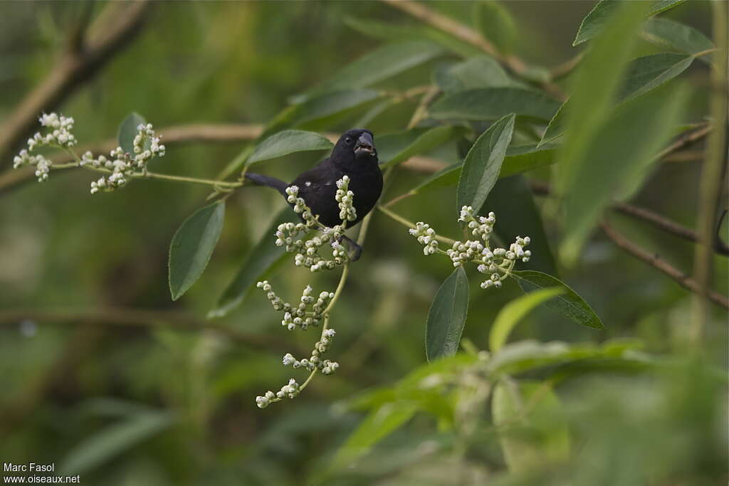 Thick-billed Seed Finch male adult, feeding habits, Behaviour