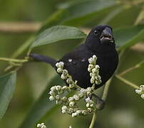 Thick-billed Seed Finch