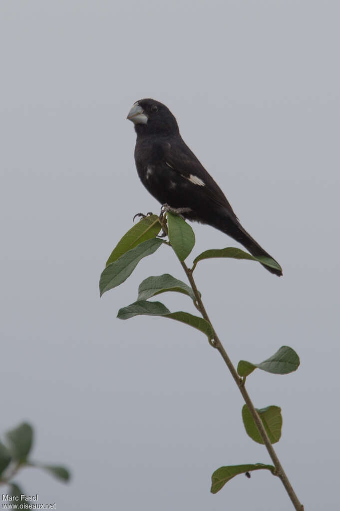 Black-billed Seed Finch male adult