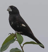 Black-billed Seed Finch