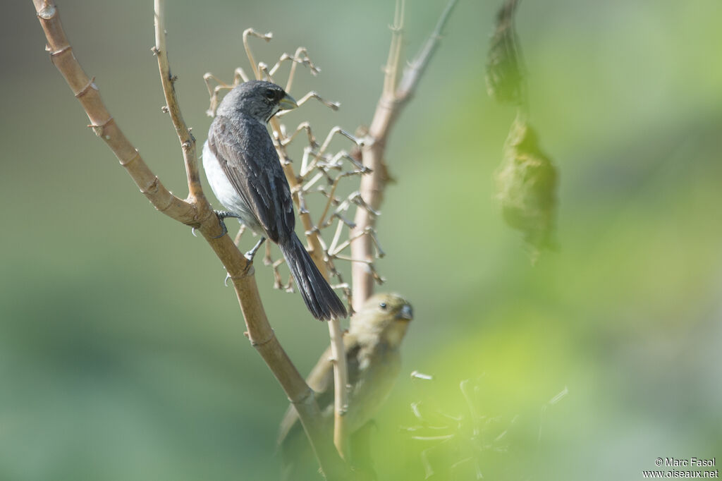 Double-collared Seedeateradult