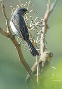 Double-collared Seedeater