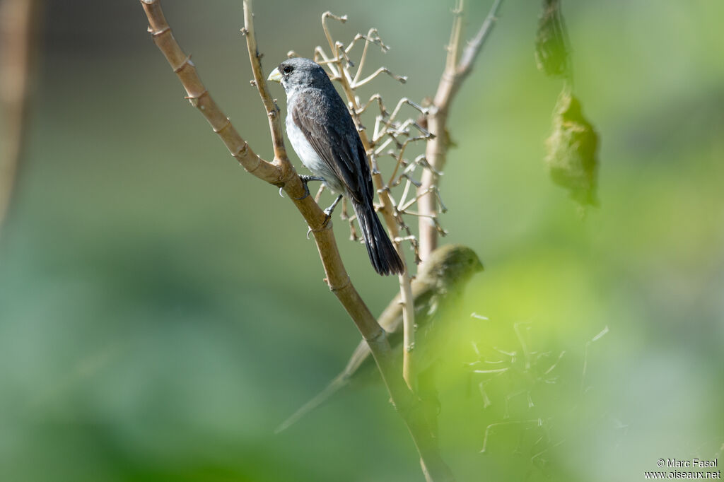 Double-collared Seedeateradult