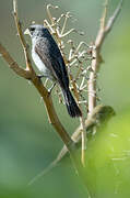 Double-collared Seedeater