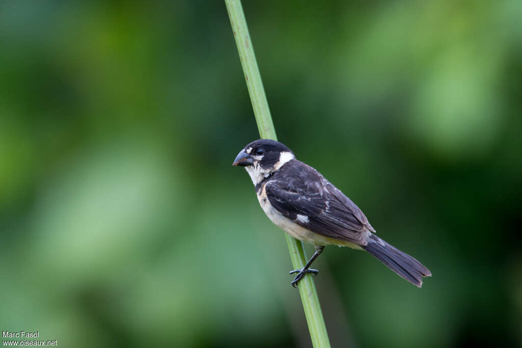 Rusty-collared Seedeater male adult, identification