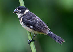 Rusty-collared Seedeater