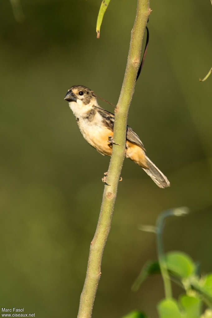 Sporophile à col fauve mâle immature, identification