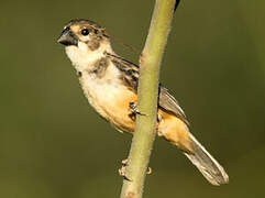 Rusty-collared Seedeater