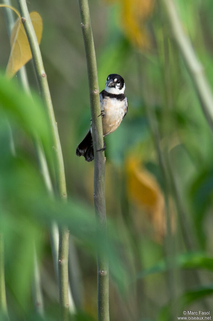 Rusty-collared Seedeater male adult, identification