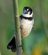 Rusty-collared Seedeater