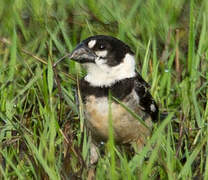 Rusty-collared Seedeater