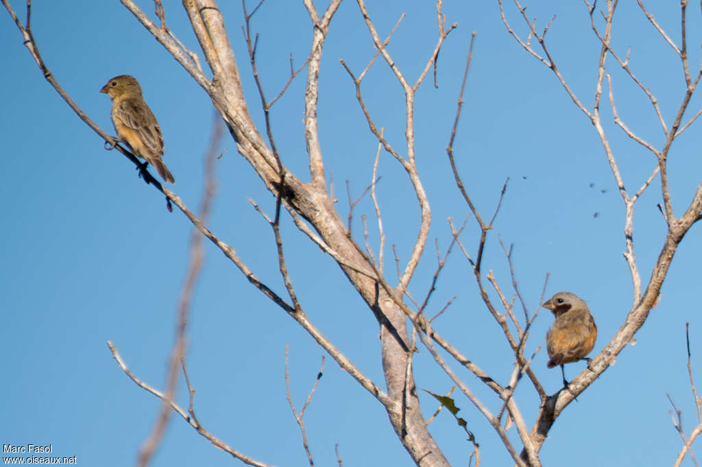 Dark-throated Seedeateradult