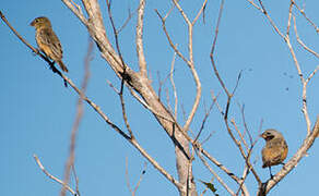 Dark-throated Seedeater