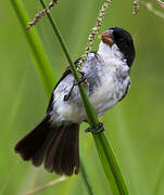 White-bellied Seedeater