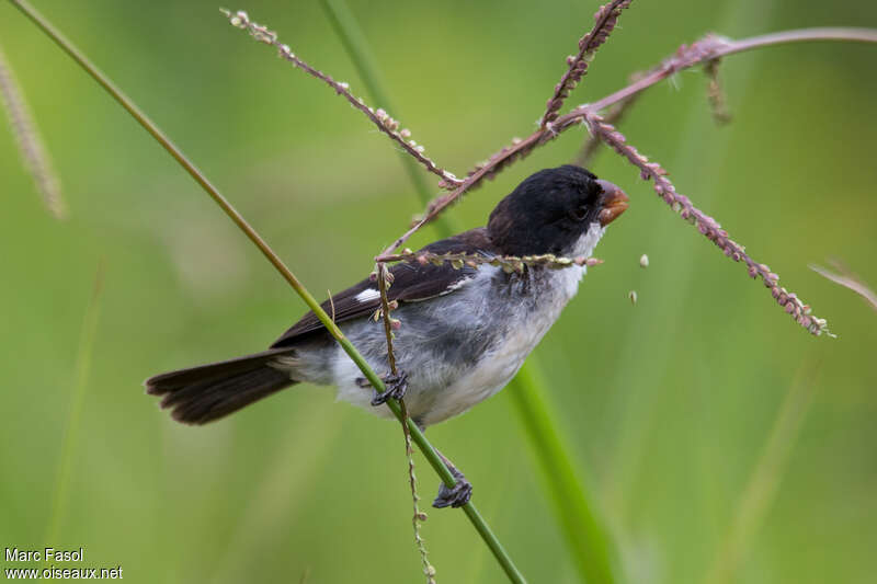White-bellied Seedeater male adult, identification