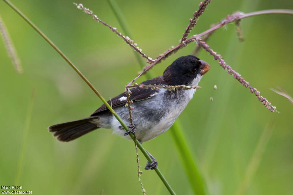 Sporophile à ventre blanc mâle adulte, identification