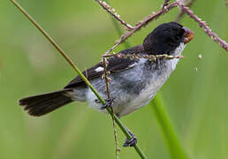 White-bellied Seedeater