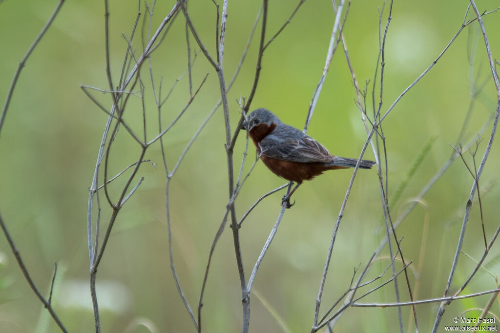 Chestnut-bellied Seedeater male, identification