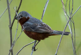 Chestnut-bellied Seedeater