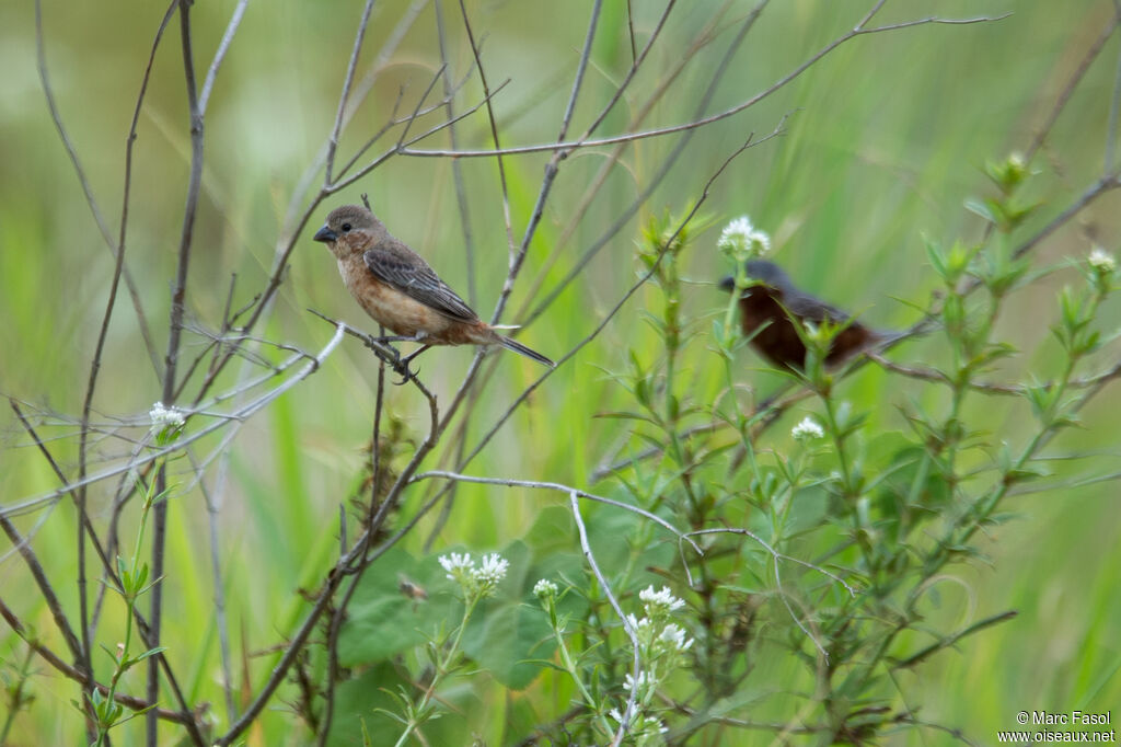 Chestnut-bellied Seedeateradult