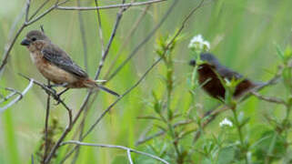 Chestnut-bellied Seedeater