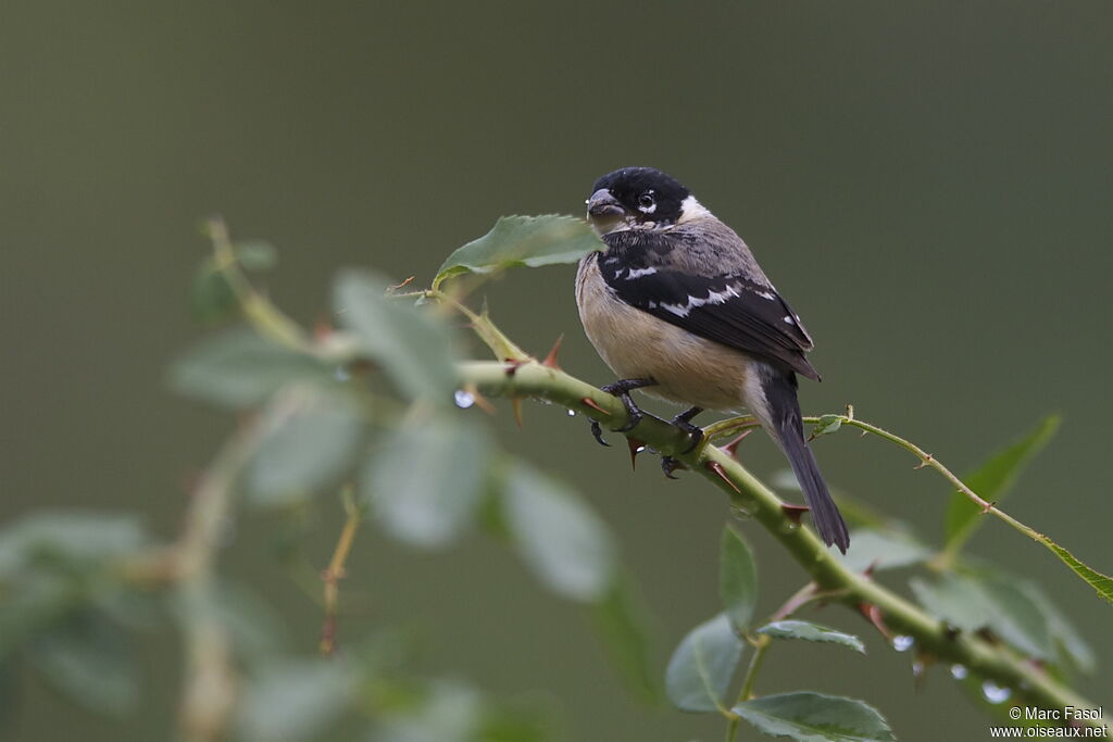 Sporophile de Morelet mâle adulte nuptial, identification