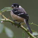 Sporophile de Morelet