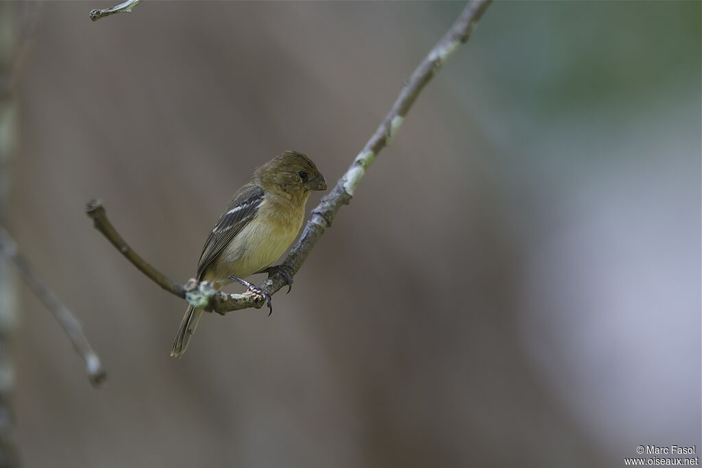 Sporophile de Morelet femelle adulte nuptial, identification