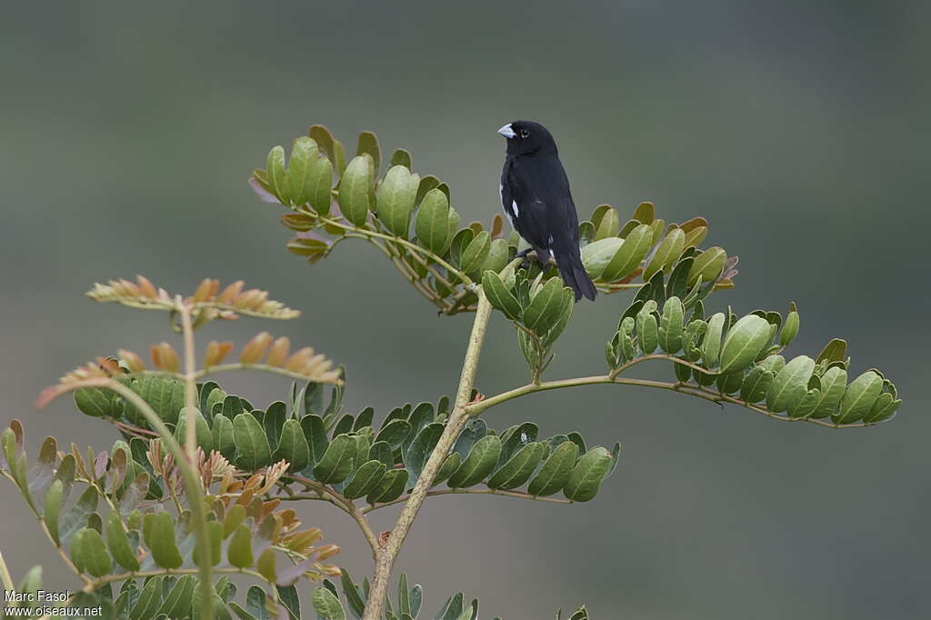 Black-and-white Seedeater male adult, identification