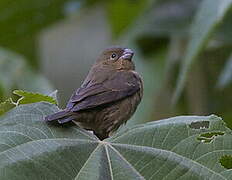 Black-and-white Seedeater