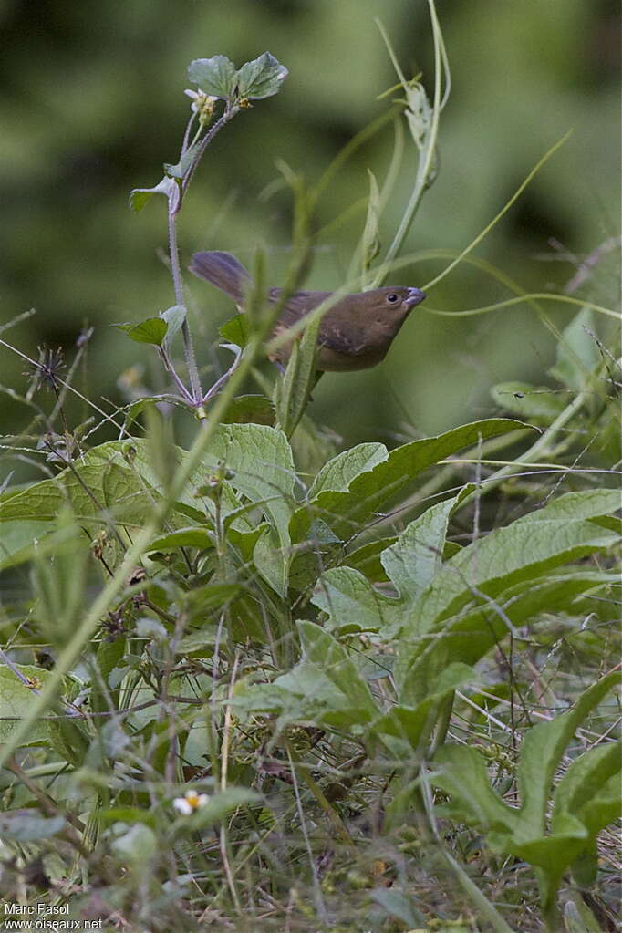 Black-and-white Seedeater female adult, identification