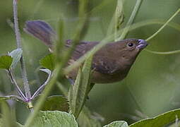 Black-and-white Seedeater