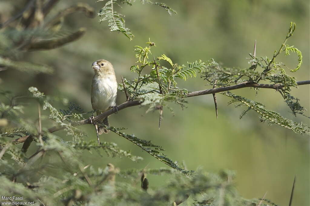 Parrot-billed Seedeater female adult, close-up portrait