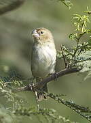 Parrot-billed Seedeater