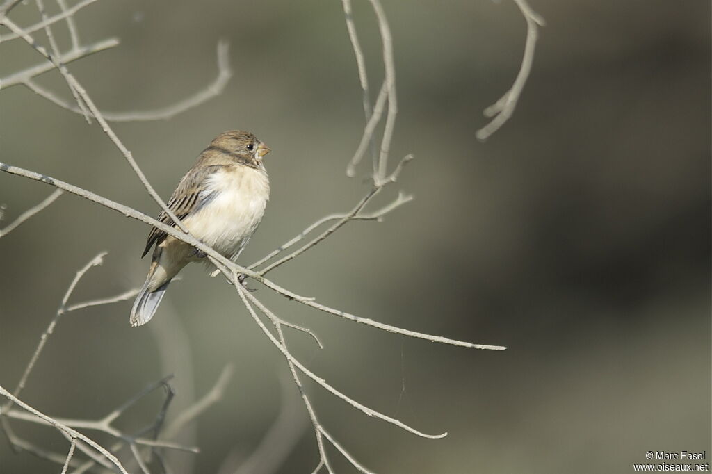 Chestnut-throated Seedeater female, identification