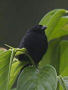 Variable Seedeater