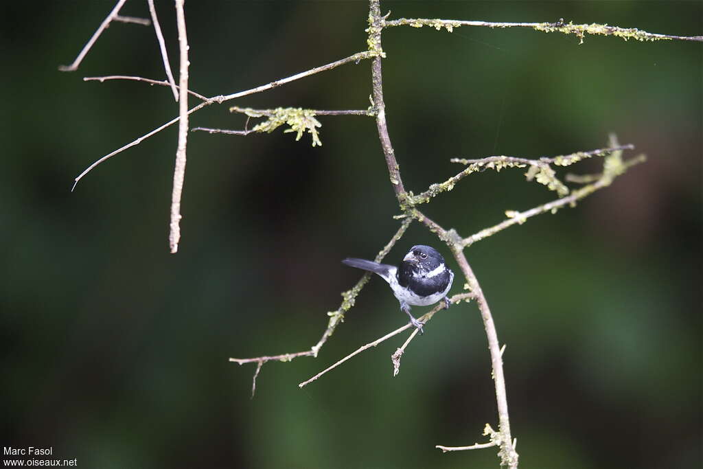 Variable Seedeater male adult