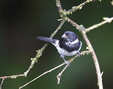 Variable Seedeater