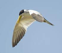 Large-billed Tern