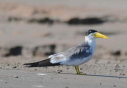 Large-billed Tern